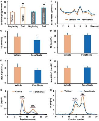 Fenofibrate enhances lipid deposition via modulating PPARγ, SREBP-1c, and gut microbiota in ob/ob mice fed a high-fat diet